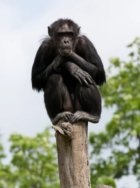 Ładny szympansa — Zdjęcie stockowe