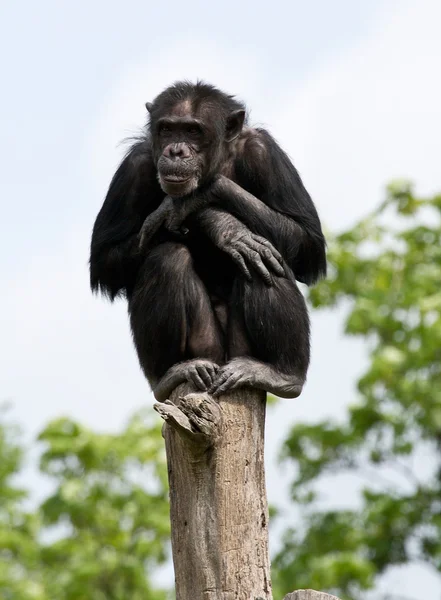 Lindo chimpancé — Foto de Stock