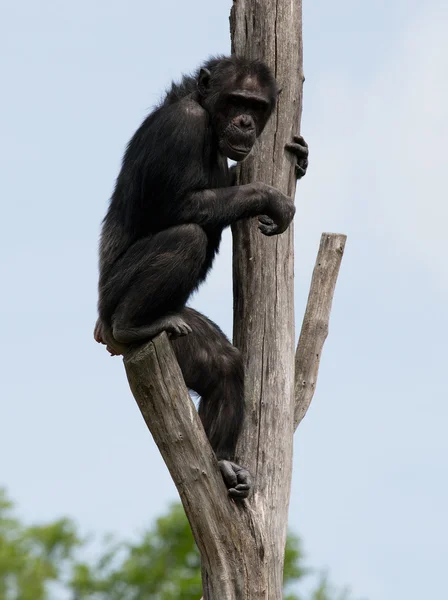 Lindo chimpancé — Foto de Stock