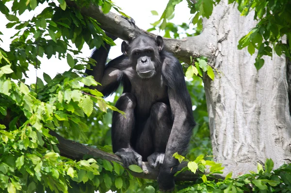 可爱的黑猩猩 — 图库照片
