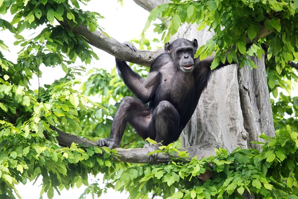 Chimpanzé bonito — Fotografia de Stock