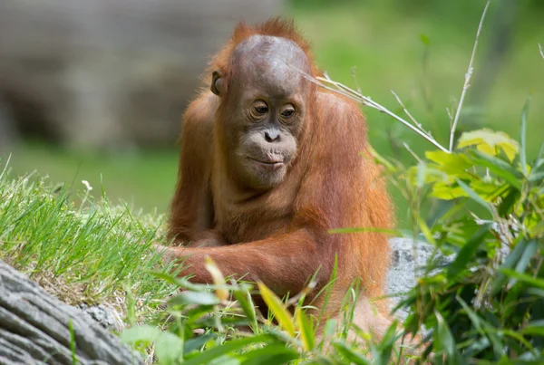 Söta lilla Orang Utan — Stockfoto