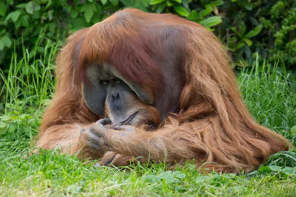 Søte lille Orang Utan – stockfoto