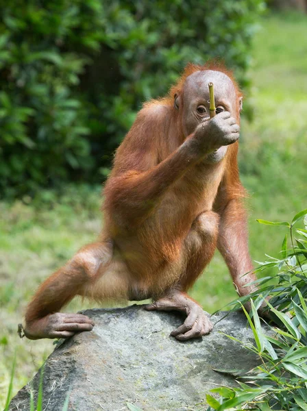 Cute little Orang Utan — Stock Photo, Image