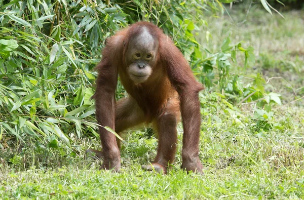 Söt liten schimpans — Stockfoto