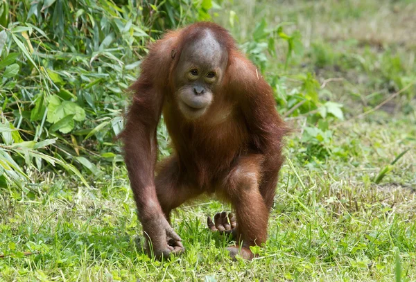 Niedlicher kleiner Orang-Utan — Stockfoto