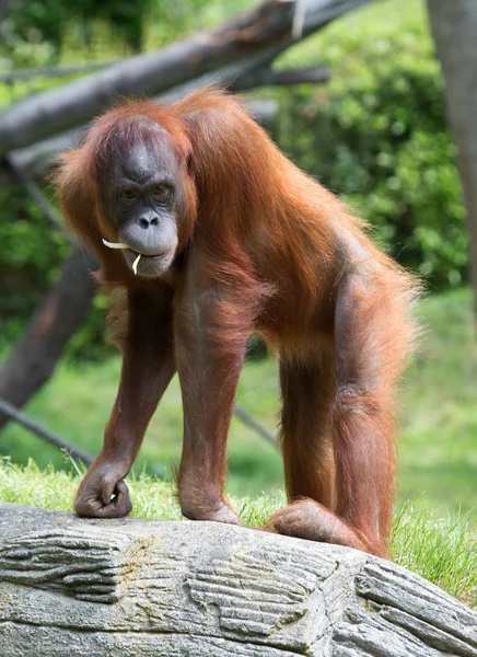 Söta lilla Orang Utan — Stockfoto