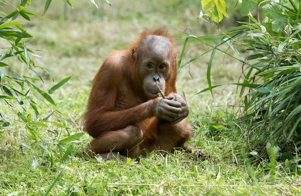 Sevimli küçük Orang Utan — Stok fotoğraf