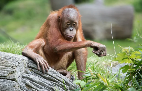 Pequeno bonito Orang Utan — Fotografia de Stock