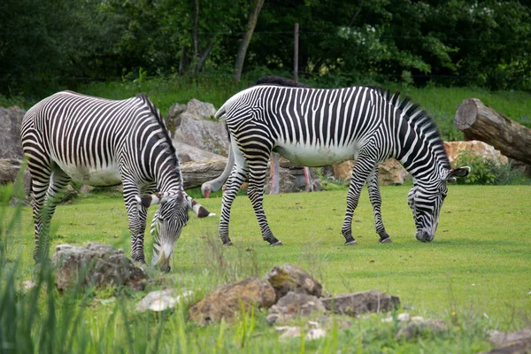 Zebras and antelopes — Stock Photo, Image