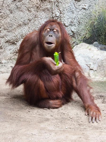 Cute little Orang Utan — Stock Photo, Image