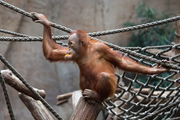 Söta lilla Orang Utan — Stockfoto