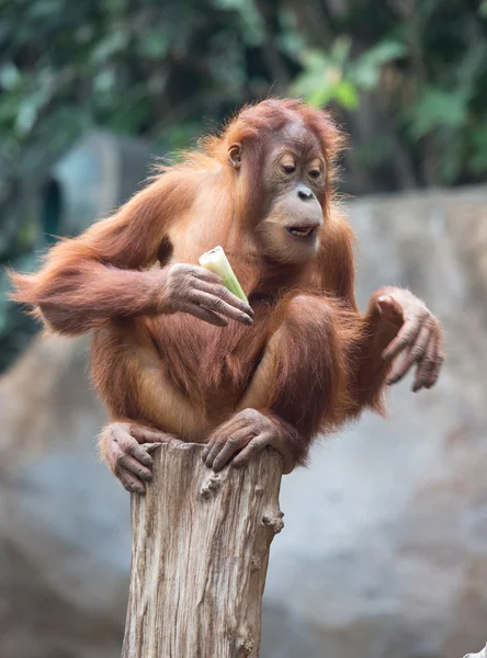 Pequeno bonito Orang Utan — Fotografia de Stock