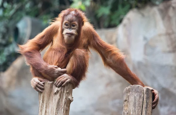 Söt liten schimpans — Stockfoto