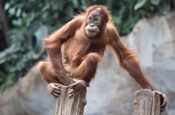 Cute little Orang Utan — Stock Photo, Image