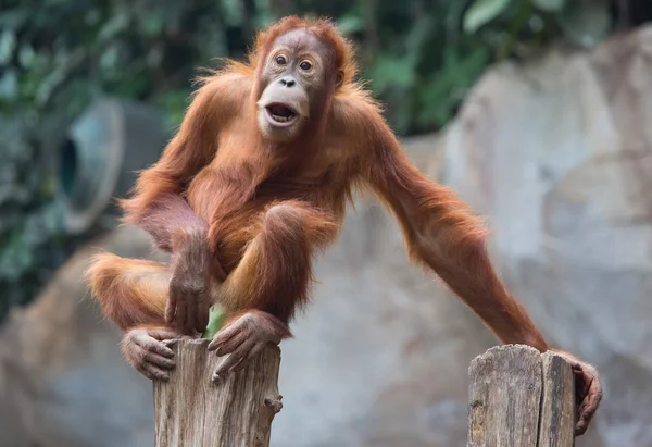 Sevimli küçük Orang Utan