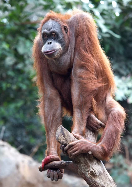 Sevimli küçük Orang-Utan — Stok fotoğraf