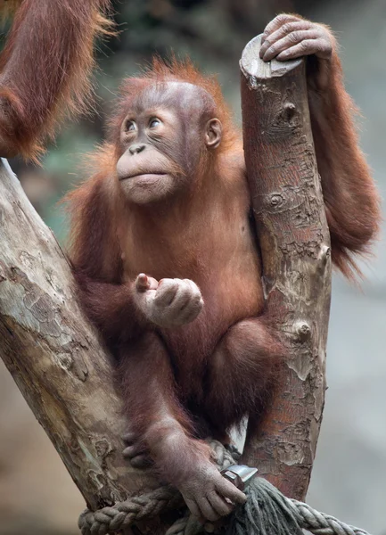 Niedlicher kleiner Orang-Utan — Stockfoto