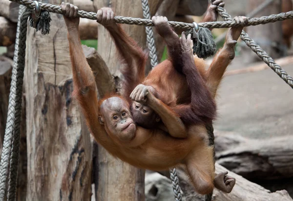 Pequeno bonito Orang-Utan — Fotografia de Stock