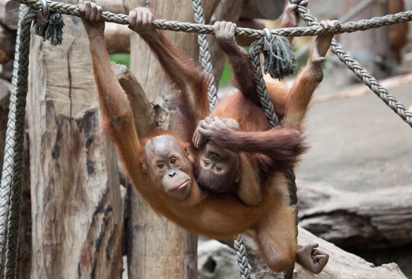 Pequeno chimpanzé bonito — Fotografia de Stock