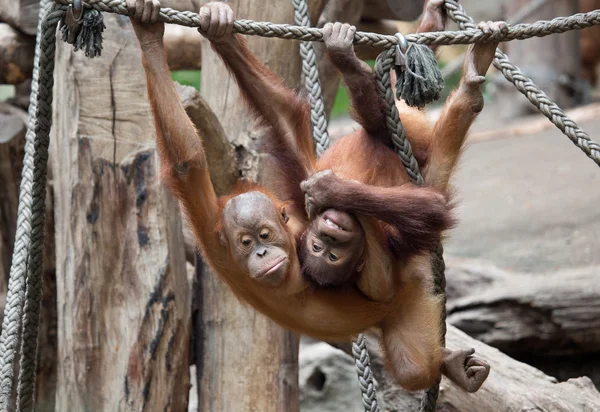 Pequeno bonito Orang-Utan — Fotografia de Stock