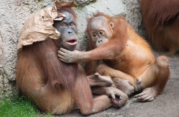 Lindo pequeño Orang-Utan — Foto de Stock