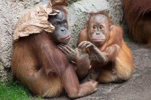 Cute little chimp — Stock Photo, Image