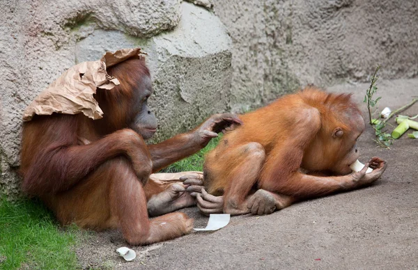 可爱的小猩猩 — 图库照片