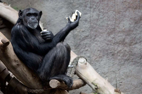 Lindo chimpancé — Foto de Stock