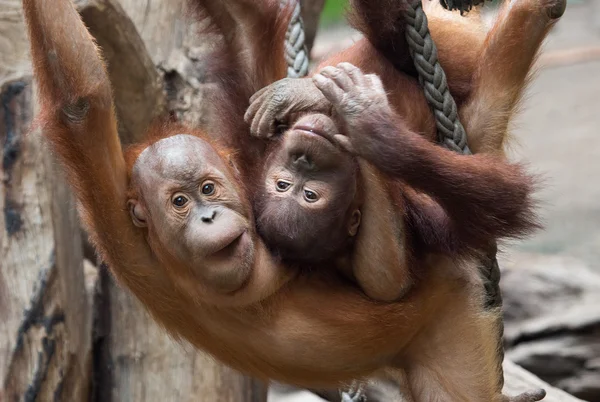 Sevimli küçük Orang-Utan