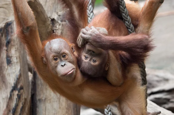 Pequeno chimpanzé bonito — Fotografia de Stock