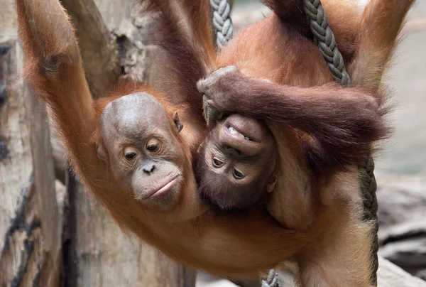 Lindo pequeño Orang-Utan —  Fotos de Stock