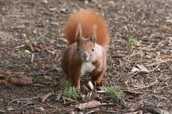 Squirrel — Stock Photo, Image