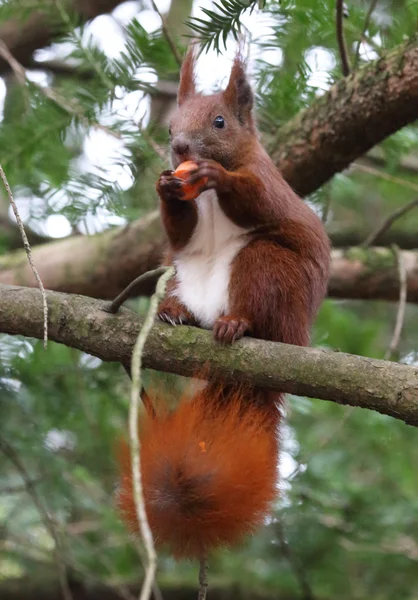 Eichhörnchen — Stockfoto