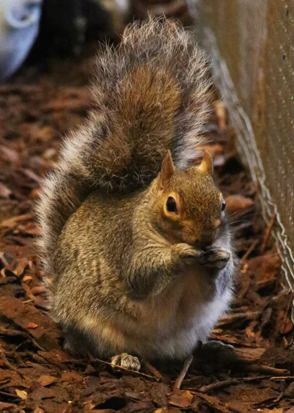 Söpö orava — kuvapankkivalokuva