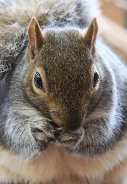 Écureuil mignon — Photo