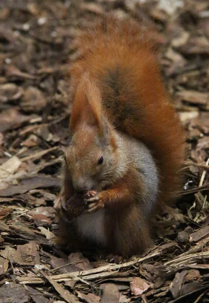 Söt ekorre — Stockfoto