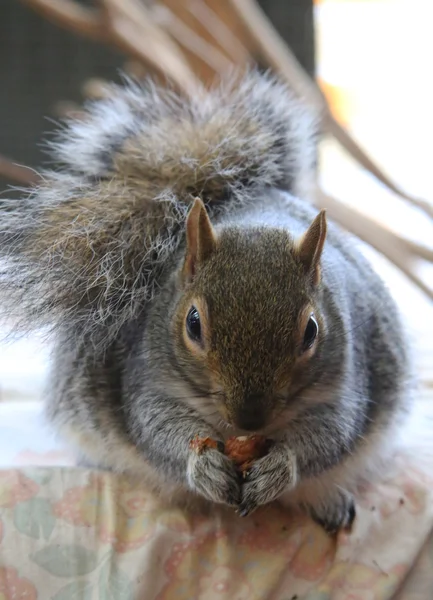 Cute squirrel — Stock Photo, Image