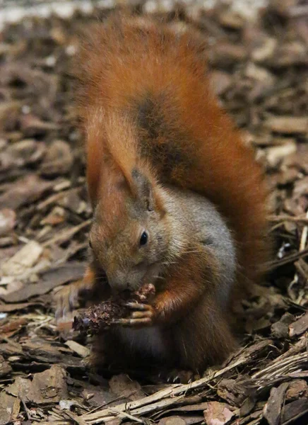 Cute squirrel — Stock Photo, Image