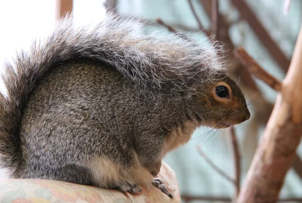 Schattige eekhoorn — Stockfoto