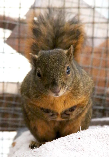 Niedliches Eichhörnchen — Stockfoto