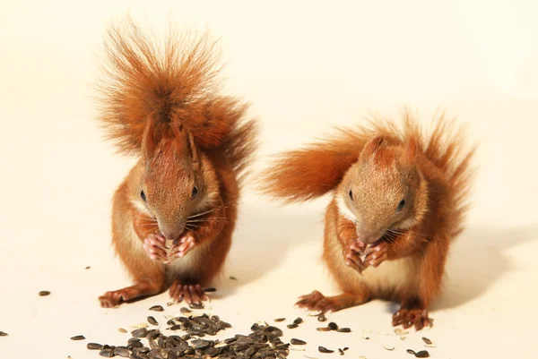 Kleine eekhoorns — Stockfoto