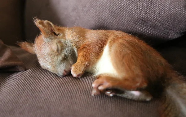 Little squirrels — Stock Photo, Image