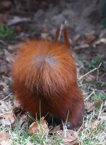 Niedliches Eichhörnchen — Stockfoto