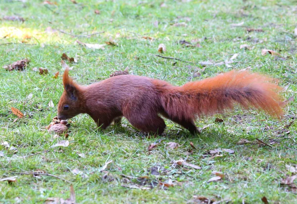 Cute squirrel — Stock Photo, Image