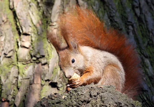 Cute squirrel — Stock Photo, Image