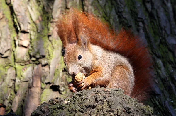 Søde egern - Stock-foto