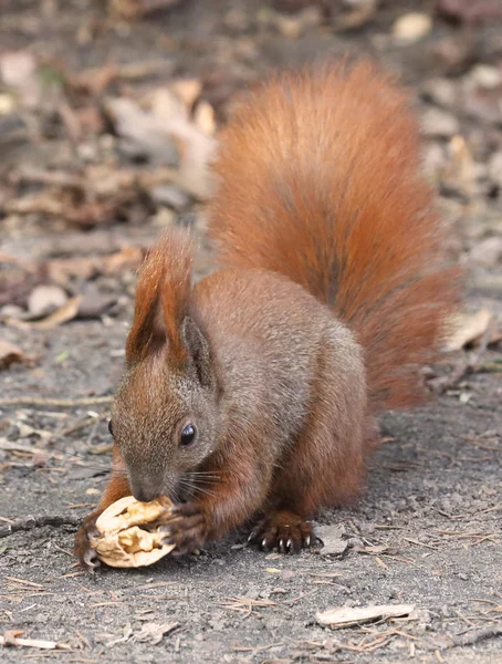 Söt ekorre — Stockfoto