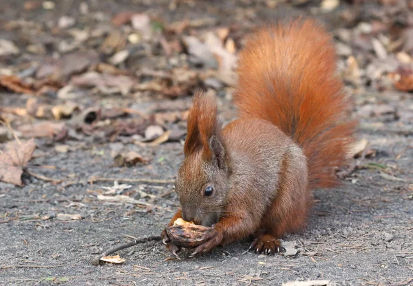 Niedliches Eichhörnchen — Stockfoto