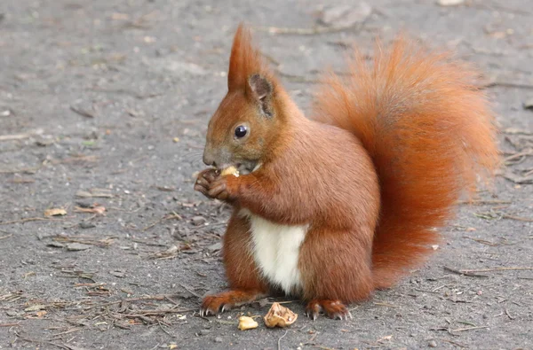 Schattige eekhoorn — Stockfoto